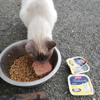 photo de livraison pour Chat L'Heureux Chat l'Ange et Cie