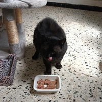 photo de livraison pour L'école du Chat d'Ollioules