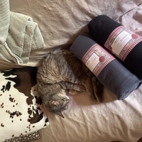 photo de livraison pour Les Chats Libres Condom 32