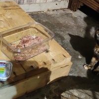 photo de livraison pour SOS Chats Libres Haut-Béarn