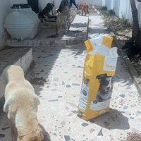 photo de livraison pour Comme Chiens et Chats Maroc
