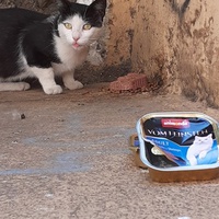 photo de livraison pour Chats cerbériens