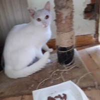 photo de livraison pour Une vie, Un chat