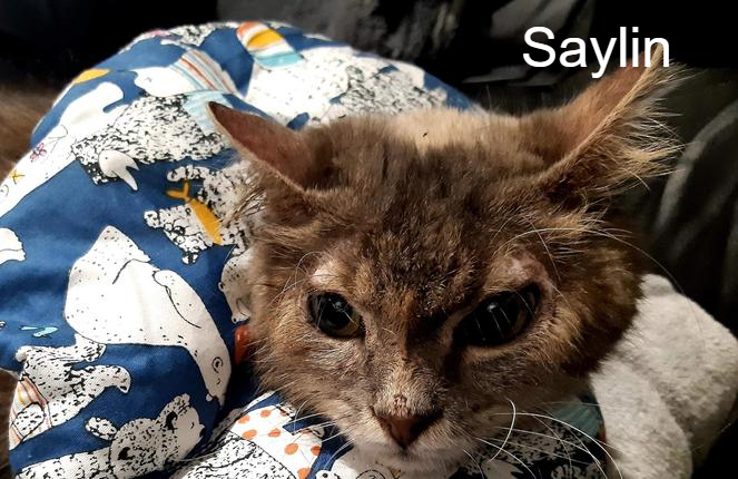 Saylin Les Pattes De L Espoir Animal Webaction