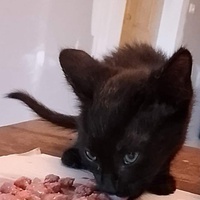 photo de livraison pour Chat L'Heureux
