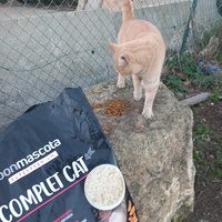 photo de livraison pour L'Ecole du Chat Istreen