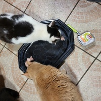 photo de livraison pour Chat de Gout'hier sans Toit