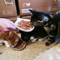 photo de livraison pour Les Chats Libres de Joinville