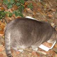 photo de livraison pour Chat Libre de l'Ile du Ramier