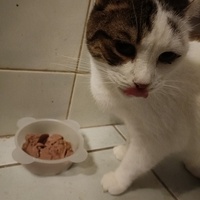 photo de livraison pour L'Arche de Tika