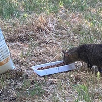 photo de livraison pour Ecole du Chat des Alpilles