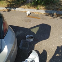 photo de livraison pour Protect Cat
