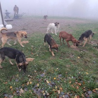 photo de livraison pour Silver Dog Srebrenica