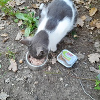 photo de livraison pour Cat Miaou