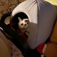 photo de livraison pour Les Chats de Condom 32