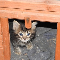 photo de livraison pour Lezard