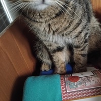 photo de livraison pour Chat Ami pour la Vie