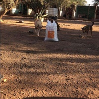 photo de livraison pour Help Adopt Moroccan Animals