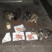 photo de livraison pour Chat Libre de l'Ile du Ramier