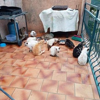 photo de livraison pour Chats en Liberté