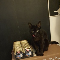 photo de livraison pour Aux Bonheurs des Aristochats