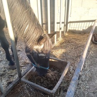 photo de livraison pour Equi-Libre : Droit à la Retraite Equine
