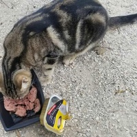 photo de livraison pour Les Chats-Pitresdelavi-Ste