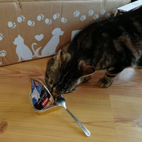 photo de livraison pour Les Chats Libres de Mirepeisset