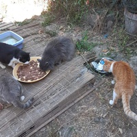 photo de livraison pour Les chats Port-Saint-Louisiens