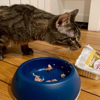 photo de livraison pour Association C.A.T.S. Chat Animal Terrien Solidarité
