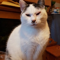 photo de livraison pour Ecole du Chat d’Arbois