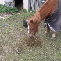 photo de livraison pour Espoir au Galop