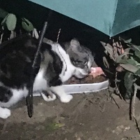 photo de livraison pour Félin Pour L’Hôte