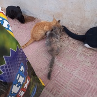 photo de livraison pour Comme Chiens et Chats Maroc