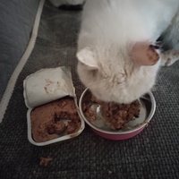 photo de livraison pour Chats Grains d'Amour