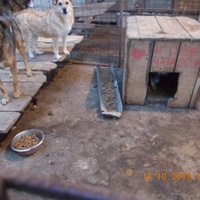 photo de livraison pour Pro Animals Finland ry