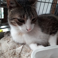 photo de livraison pour Une vie, Un chat