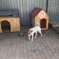 photo de livraison pour Save & Hope for Dogs