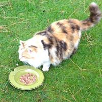 photo de livraison pour Association Des  Chats  De Hyeres