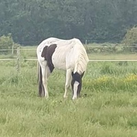 photo de livraison pour Alloue Equine Rescue