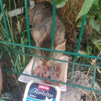 photo de livraison pour Les Chats-Pitresdelavi-Ste