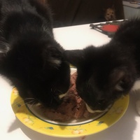 photo de livraison pour Pour l'Amour des Chats