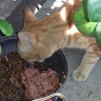 photo de livraison pour Les Chats-Pitresdelavi-Ste