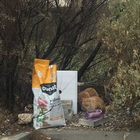 photo de livraison pour Castel Cats