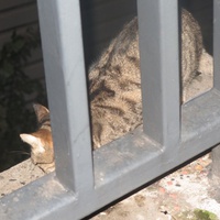 photo de livraison pour Chat Libre de l'Ile du Ramier