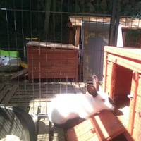 photo de livraison pour Poils de Tendresse