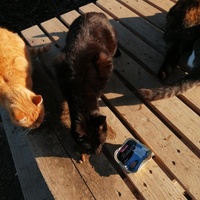 photo de livraison pour Les Chats Libres de la Canterrane