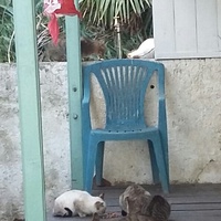 photo de livraison pour Chats cerbériens