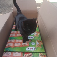 photo de livraison pour Chat de Gout'hier sans Toit