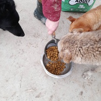 photo de livraison pour Udruženje za zaštitu životinja "Pongo"